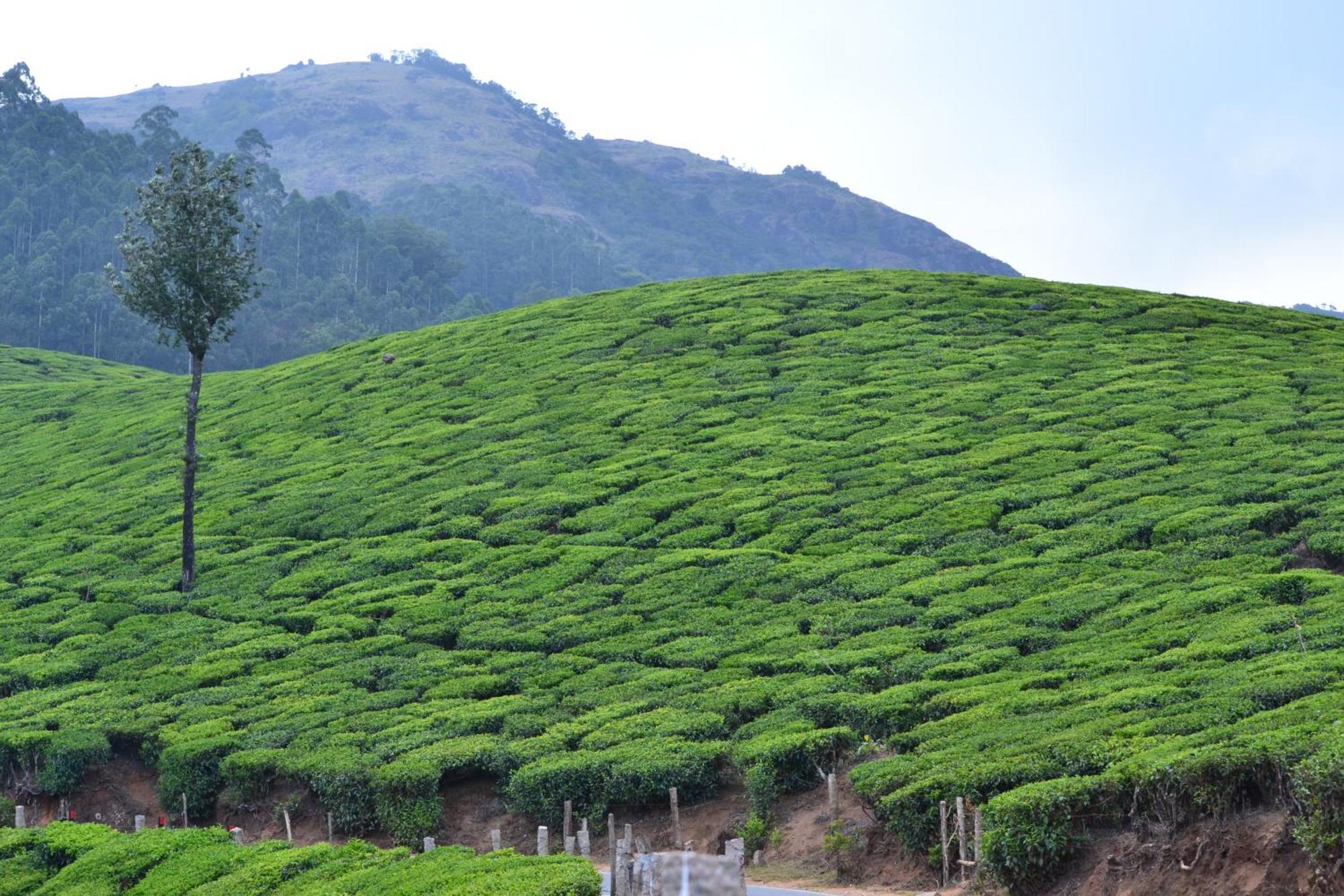 Arabian Nights Munnar Exterior foto
